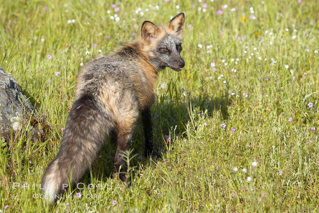 Cross fox, Sierra Nevada foothills, Mariposa, California.  The cross fox is a color variation of the red fox., Vulpes vulpes, natural history stock photograph, photo id 15965