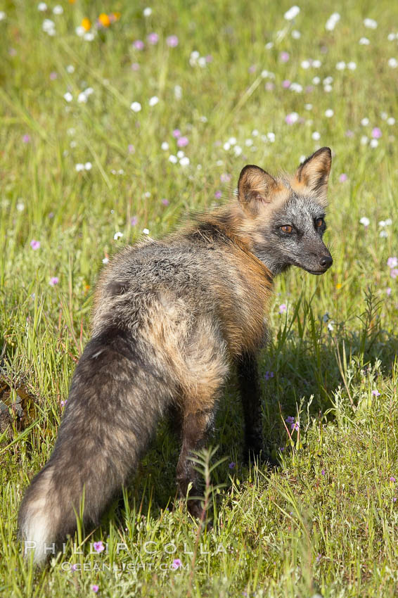 Cross fox, Sierra Nevada foothills, Mariposa, California.  The cross fox is a color variation of the red fox., Vulpes vulpes, natural history stock photograph, photo id 15977