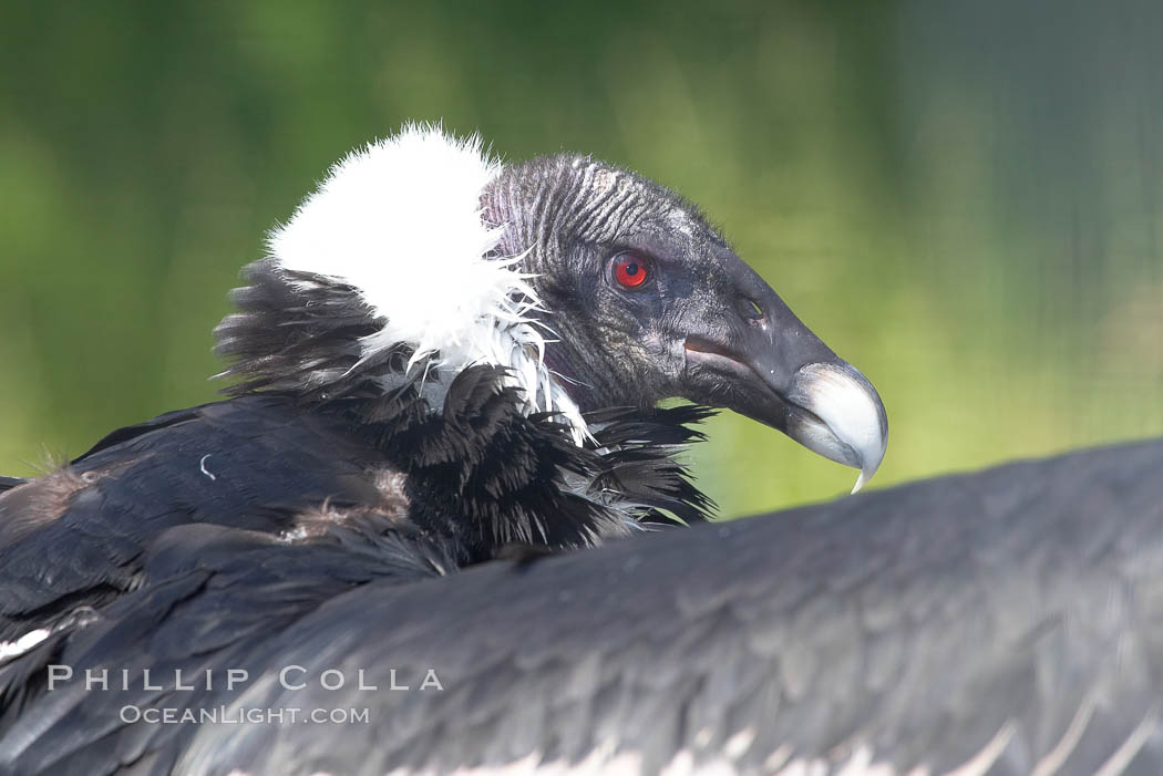Andean condor., Vultur gryphus, natural history stock photograph, photo id 15647