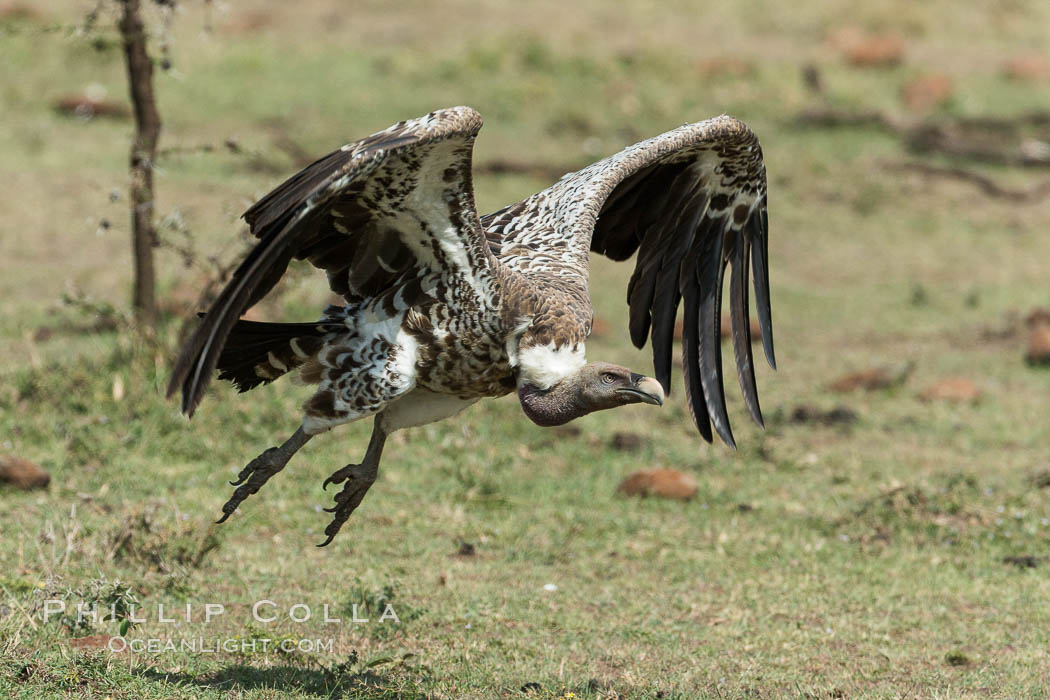 Vulture in flight, greater Maasai Mara, Kenya. Olare Orok Conservancy, natural history stock photograph, photo id 30006