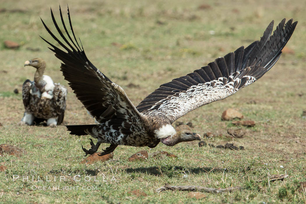 Vulture in flight, greater Maasai Mara, Kenya., natural history stock photograph, photo id 30005