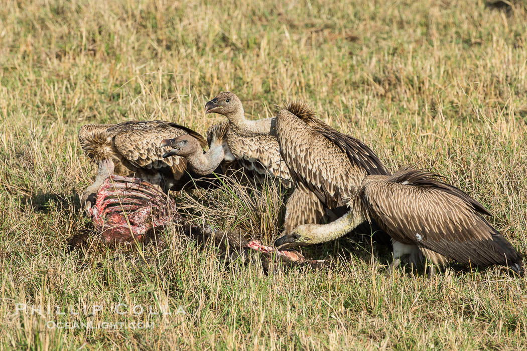 Vultures on a carcass, greater Maasai Mara, Kenya., natural history stock photograph, photo id 29890