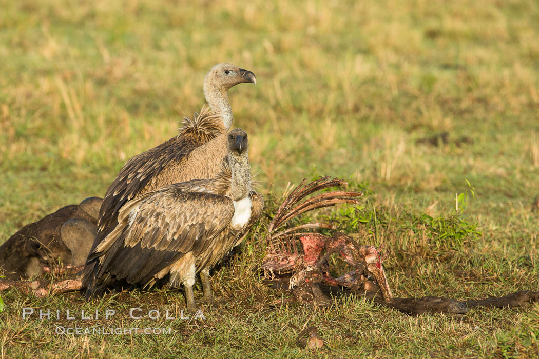 Vultures on a carcass, greater Maasai Mara, Kenya. Maasai Mara National Reserve, natural history stock photograph, photo id 29885