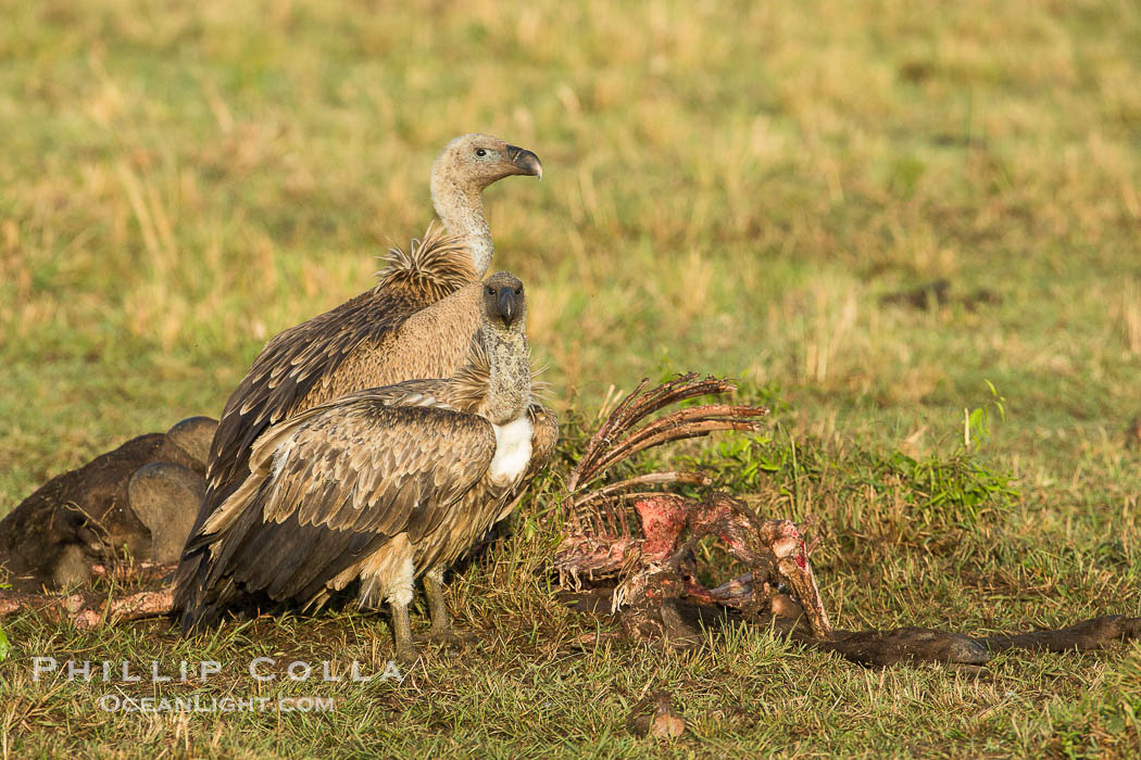 Vultures on a carcass, greater Maasai Mara, Kenya., natural history stock photograph, photo id 29885