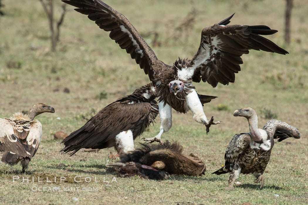 Vultures fighting over a carcass, greater Maasai Mara, Kenya. Olare Orok Conservancy, natural history stock photograph, photo id 30007