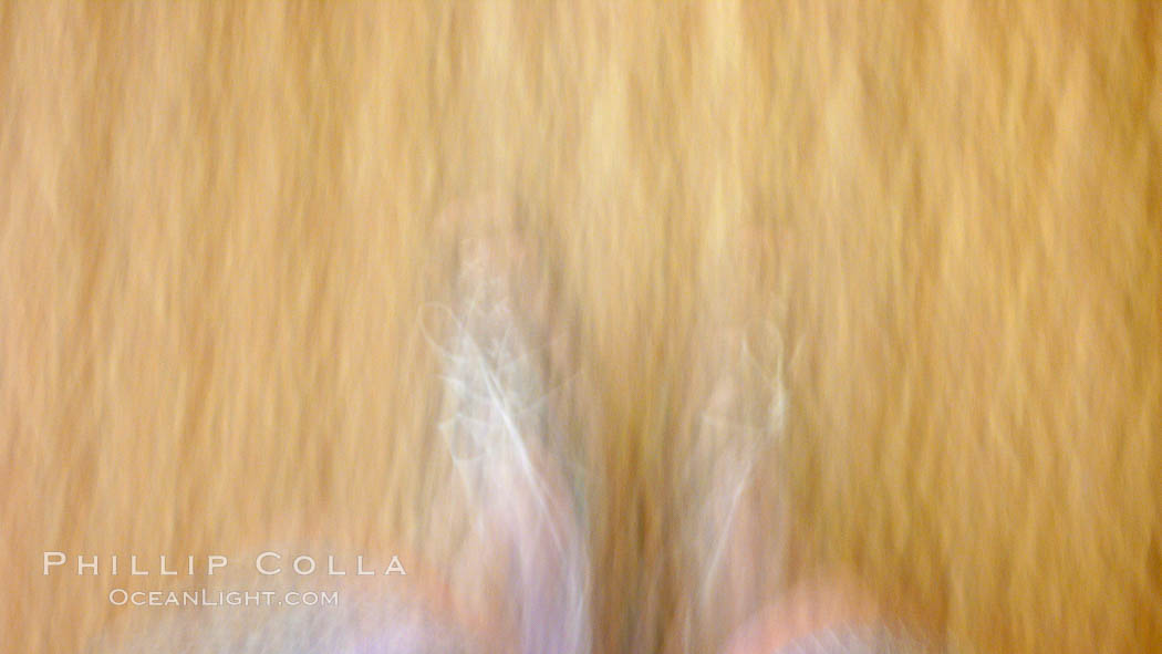 Walking across carpet, feet and sandals blurred due to time exposure., natural history stock photograph, photo id 20569