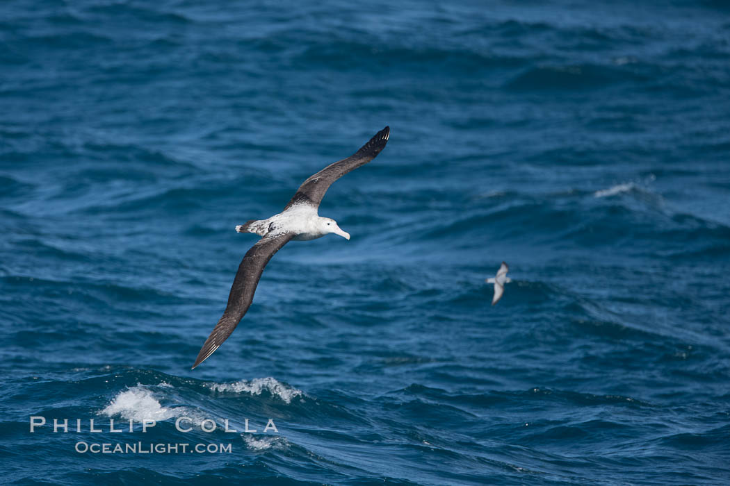 Wandering albatross in flight, over the open sea.  The wandering albatross has the largest wingspan of any living bird, with the wingspan between, up to 12' from wingtip to wingtip.  It can soar on the open ocean for hours at a time, riding the updrafts from individual swells, with a glide ratio of 22 units of distance for every unit of drop.  The wandering albatross can live up to 23 years.  They hunt at night on the open ocean for cephalopods, small fish, and crustaceans. The survival of the species is at risk due to mortality from long-line fishing gear. Southern Ocean, Diomedea exulans, natural history stock photograph, photo id 24133
