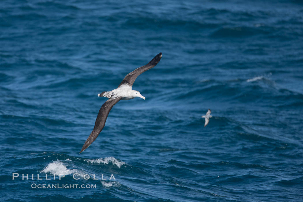 Wandering albatross in flight, over the open sea.  The wandering albatross has the largest wingspan of any living bird, with the wingspan between, up to 12' from wingtip to wingtip.  It can soar on the open ocean for hours at a time, riding the updrafts from individual swells, with a glide ratio of 22 units of distance for every unit of drop.  The wandering albatross can live up to 23 years.  They hunt at night on the open ocean for cephalopods, small fish, and crustaceans. The survival of the species is at risk due to mortality from long-line fishing gear. Southern Ocean, Diomedea exulans, natural history stock photograph, photo id 24133