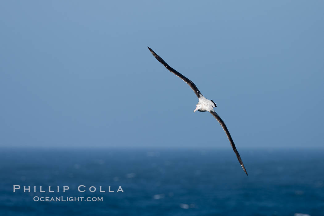 Wandering albatross in flight, over the open sea.  The wandering albatross has the largest wingspan of any living bird, with the wingspan between, up to 12' from wingtip to wingtip.  It can soar on the open ocean for hours at a time, riding the updrafts from individual swells, with a glide ratio of 22 units of distance for every unit of drop.  The wandering albatross can live up to 23 years.  They hunt at night on the open ocean for cephalopods, small fish, and crustaceans. The survival of the species is at risk due to mortality from long-line fishing gear. Southern Ocean, Diomedea exulans, natural history stock photograph, photo id 24173