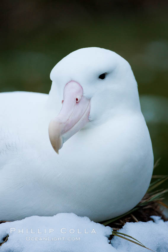 Wandering albatross, on nest and the Prion Island colony.  The wandering albatross has the largest wingspan of any living bird, with the wingspan between, up to 12' from wingtip to wingtip. It can soar on the open ocean for hours at a time, riding the updrafts from individual swells, with a glide ratio of 22 units of distance for every unit of drop. The wandering albatross can live up to 23 years. They hunt at night on the open ocean for cephalopods, small fish, and crustaceans. The survival of the species is at risk due to mortality from long-line fishing gear. South Georgia Island, Diomedea exulans, natural history stock photograph, photo id 24428