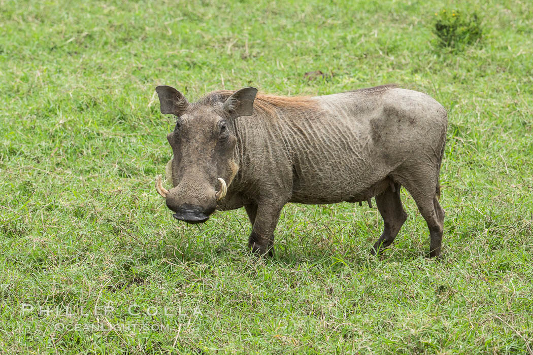 Warthog, Maasai Mara National Reserve, Kenya., Phacochoerus africanus, natural history stock photograph, photo id 29850