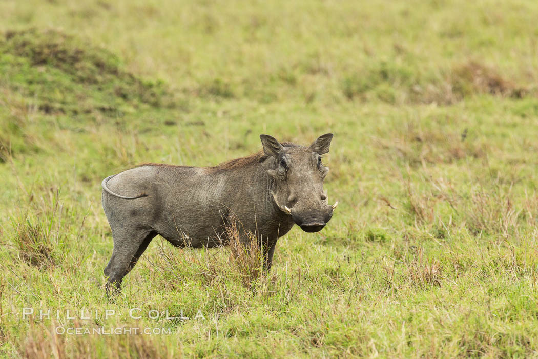 Warthog, Maasai Mara National Reserve, Kenya., Phacochoerus africanus, natural history stock photograph, photo id 29844