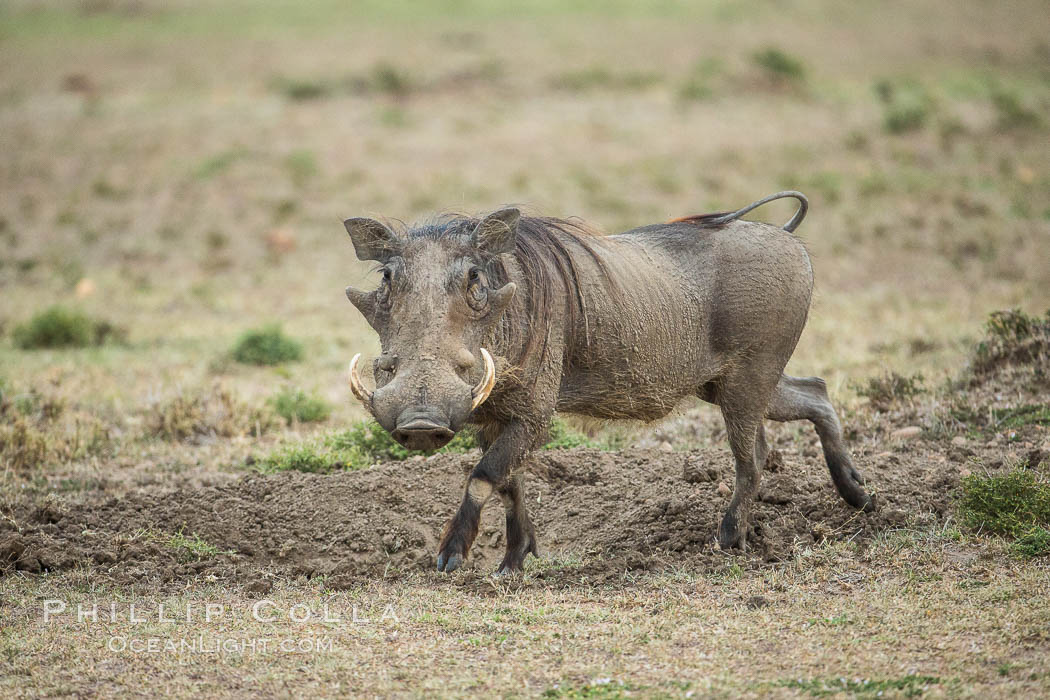 Warthog, Maasai Mara National Reserve, Kenya. Olare Orok Conservancy, Phacochoerus africanus, natural history stock photograph, photo id 29989