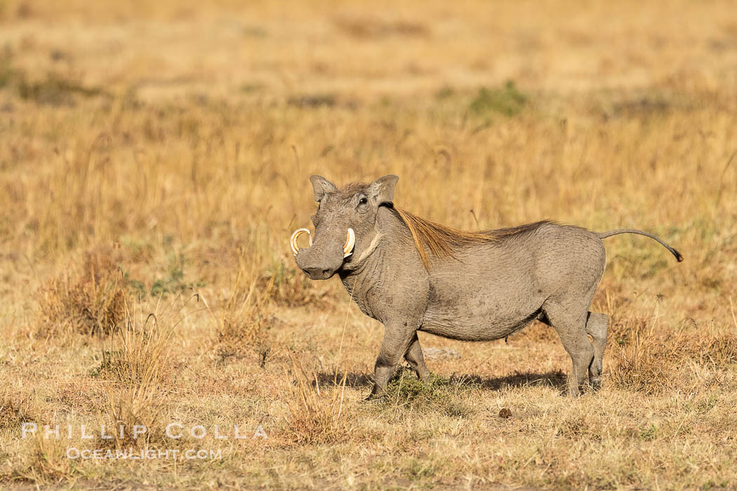 Warthog, Mara North Conservancy. Kenya, Phacochoerus africanus, natural history stock photograph, photo id 39678