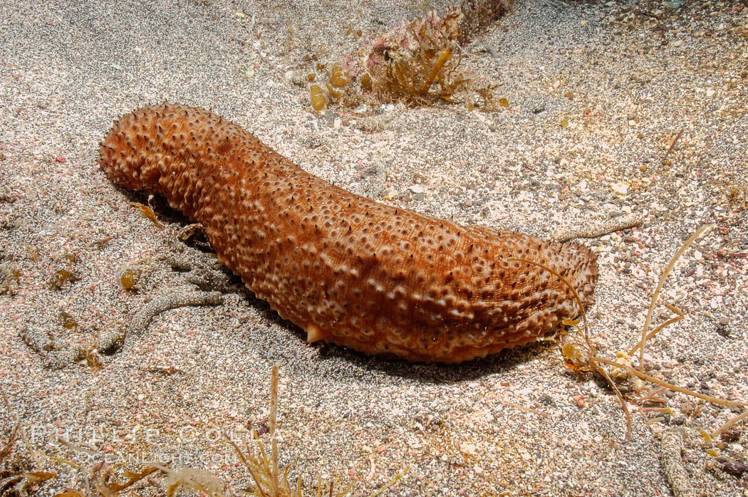 Warty sea cucumber. Guadalupe Island (Isla Guadalupe), Baja California, Mexico, Parastichopus parvimensis, natural history stock photograph, photo id 09578