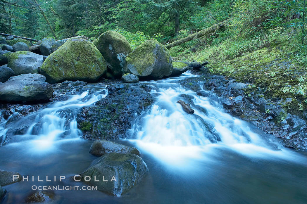 Water cascading through a temperate rainforest, near Triple Falls. Columbia River Gorge National Scenic Area, Oregon, USA, natural history stock photograph, photo id 19356