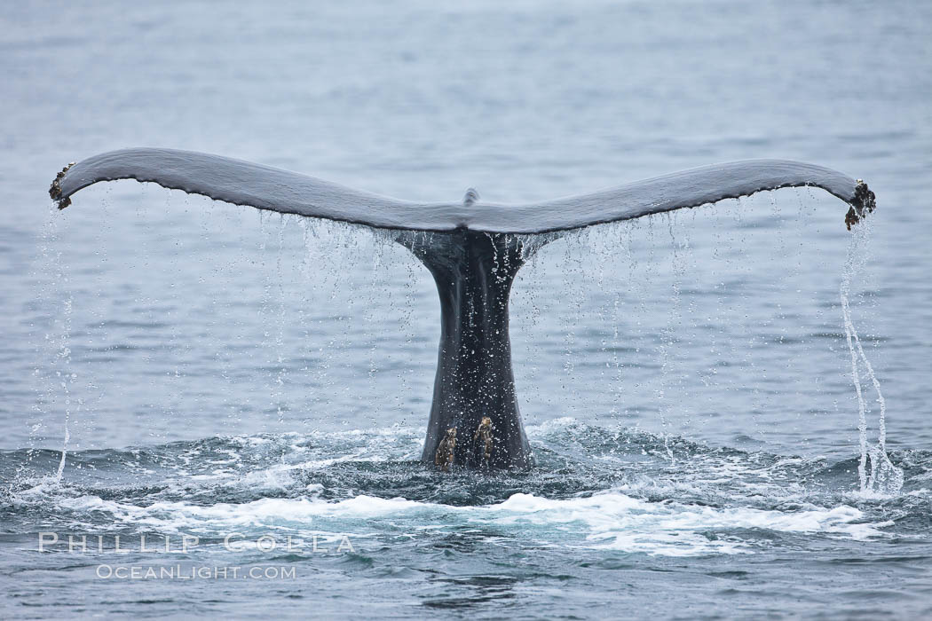 Water falling from the fluke (tail) of a humpback whale as the whale dives to forage for food in the Santa Barbara Channel. Santa Rosa Island, California, USA, Megaptera novaeangliae, natural history stock photograph, photo id 27030