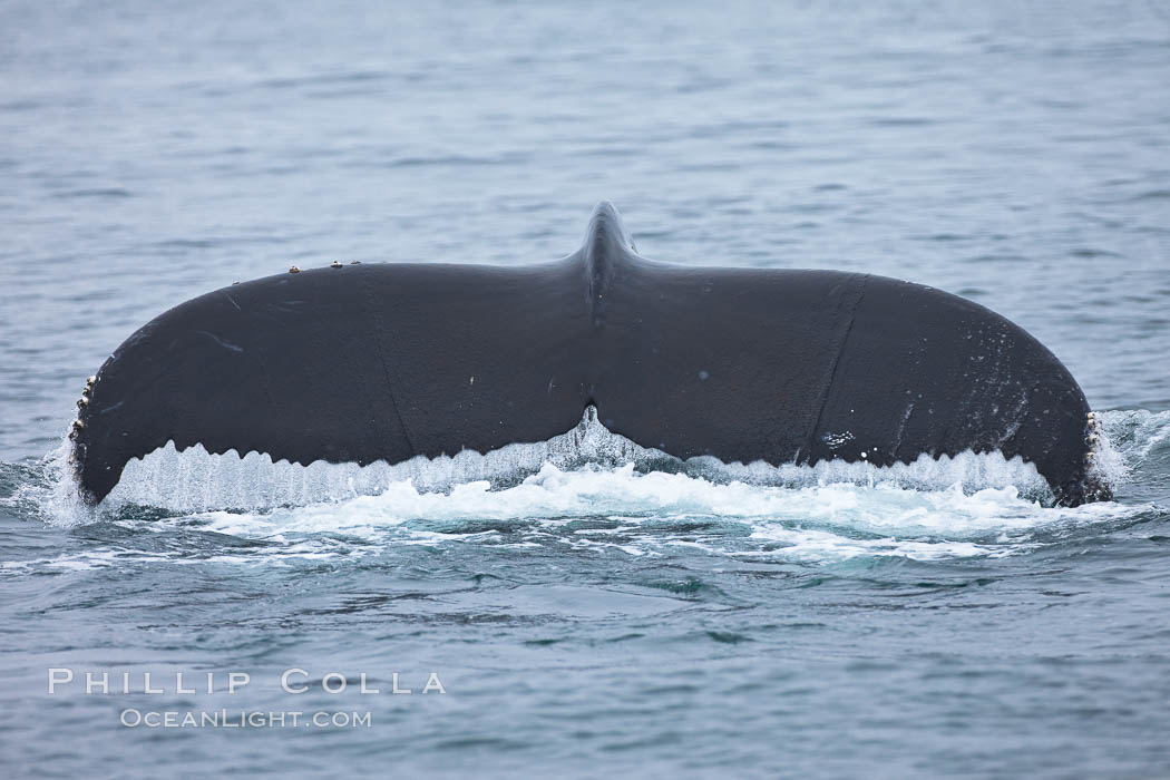 Water falling from the fluke (tail) of a humpback whale as the whale dives to forage for food in the Santa Barbara Channel. Santa Rosa Island, California, USA, Megaptera novaeangliae, natural history stock photograph, photo id 27028