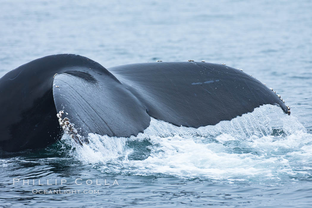 Water falling from the fluke (tail) of a humpback whale as the whale dives to forage for food in the Santa Barbara Channel. Santa Rosa Island, California, USA, Megaptera novaeangliae, natural history stock photograph, photo id 27032