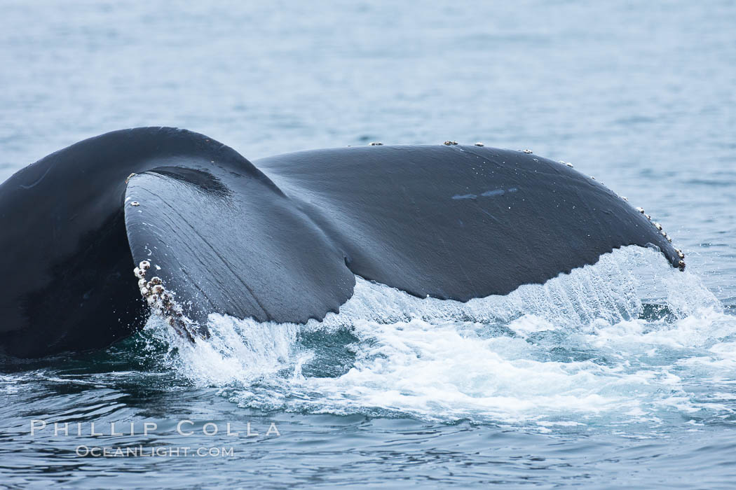 Water falling from the fluke (tail) of a humpback whale as the whale dives to forage for food in the Santa Barbara Channel, Megaptera novaeangliae, Santa Rosa Island, California Water falling from the fluke (tail) of a humpback whale as the whale dives to forage for food in the Santa Barbara Channel, Megaptera novaeangliae, Santa Rosa Island, California