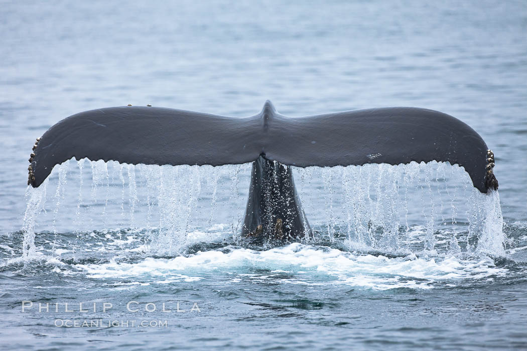 Water falling from the fluke (tail) of a humpback whale as the whale dives to forage for food in the Santa Barbara Channel. Santa Rosa Island, California, USA, Megaptera novaeangliae, natural history stock photograph, photo id 27029