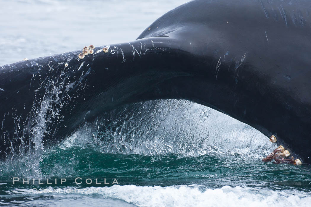 Water falling from the fluke (tail) of a humpback whale as the whale dives to forage for food in the Santa Barbara Channel. Santa Rosa Island, California, USA, Megaptera novaeangliae, natural history stock photograph, photo id 27033