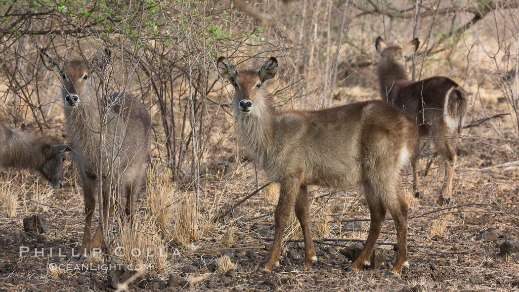 Waterbuck, Meru National Park, Kenya., Kobus ellipsiprymnus, natural history stock photograph, photo id 29688