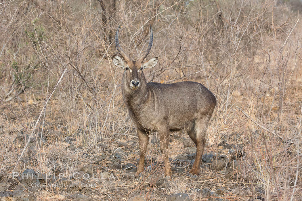 Waterbuck, Meru National Park, Kenya., Kobus ellipsiprymnus, natural history stock photograph, photo id 29692