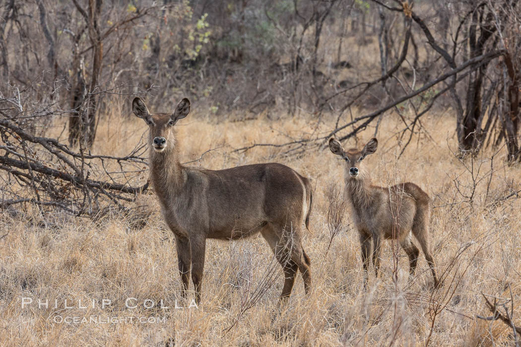 Waterbuck, Meru National Park, Kenya., Kobus ellipsiprymnus, natural history stock photograph, photo id 29671