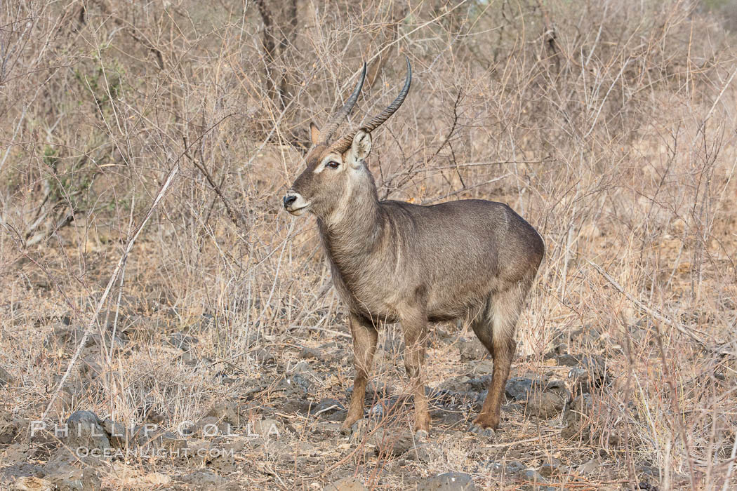 Waterbuck, Meru National Park, Kenya., Kobus ellipsiprymnus, natural history stock photograph, photo id 29695