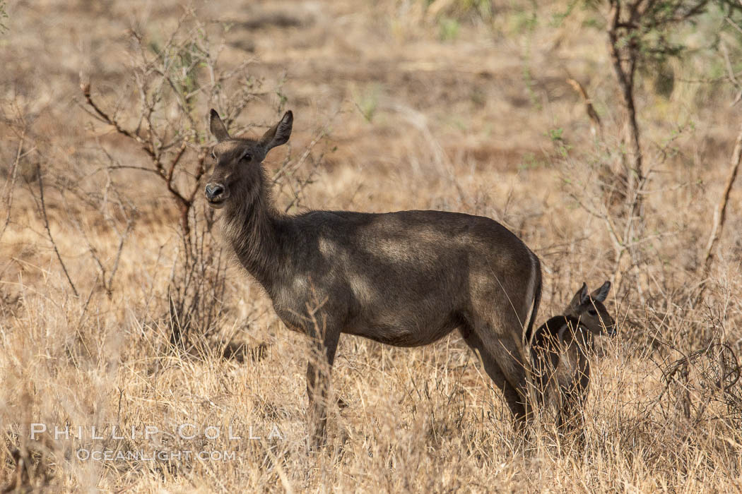 Waterbuck, Meru National Park, Kenya., Kobus ellipsiprymnus, natural history stock photograph, photo id 29669