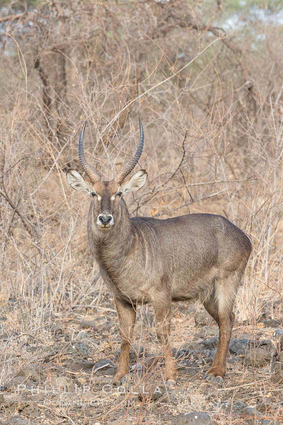 Waterbuck, Meru National Park, Kenya., Kobus ellipsiprymnus, natural history stock photograph, photo id 29693