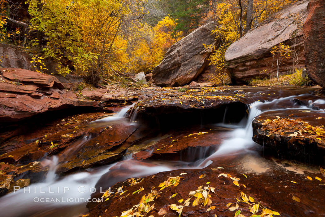 Small waterfalls and autumn trees, along the left fork in North Creek Canyon, with maple and cottonwood trees turning fall colors. Zion National Park, Utah, USA, natural history stock photograph, photo id 26142
