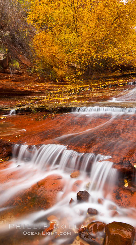 Small waterfalls and autumn trees, along the left fork in North Creek Canyon, with maple and cottonwood trees turning fall colors. Zion National Park, Utah, USA, natural history stock photograph, photo id 26099