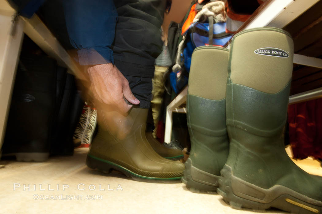 Waterproof boots.  Putting on waterproof boots to go ashore at South Georgia Island., natural history stock photograph, photo id 25617