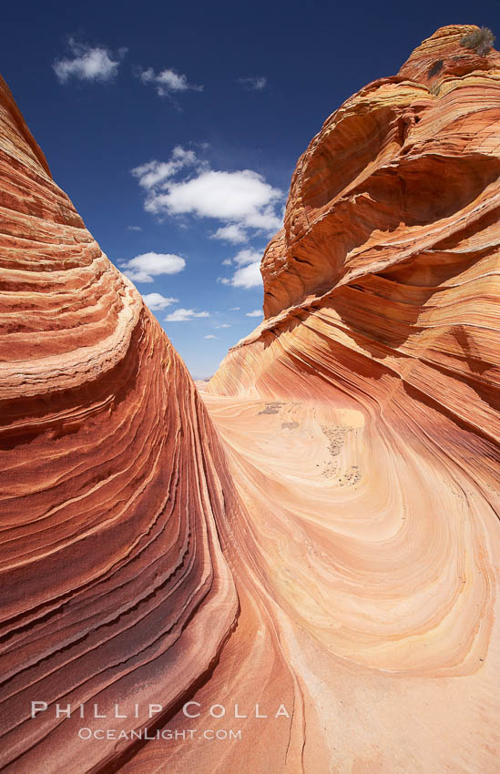 The Wave, an area of fantastic eroded sandstone featuring beautiful swirls, wild colors, countless striations, and bizarre shapes set amidst the dramatic surrounding North Coyote Buttes of Arizona and Utah.  The sandstone formations of the North Coyote Buttes, including the Wave, date from the Jurassic period. Managed by the Bureau of Land Management, the Wave is located in the Paria Canyon-Vermilion Cliffs Wilderness and is accessible on foot by permit only. USA, natural history stock photograph, photo id 20908