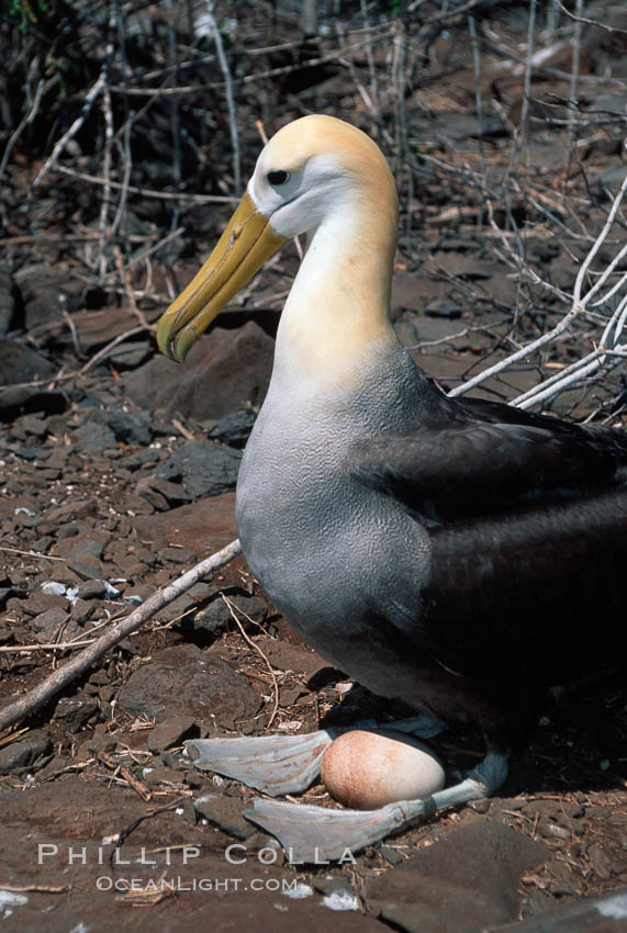 Waved albatross, Punta Suarez. Hood Island, Galapagos Islands, Ecuador, Diomedea irrorata, Phoebastria irrorata, natural history stock photograph, photo id 01778
