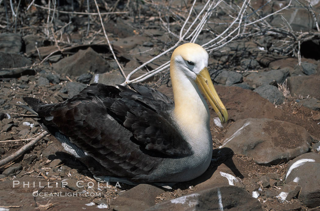 Waved albatross, Punta Suarez. Hood Island, Galapagos Islands, Ecuador, Diomedea irrorata, Phoebastria irrorata, natural history stock photograph, photo id 01771