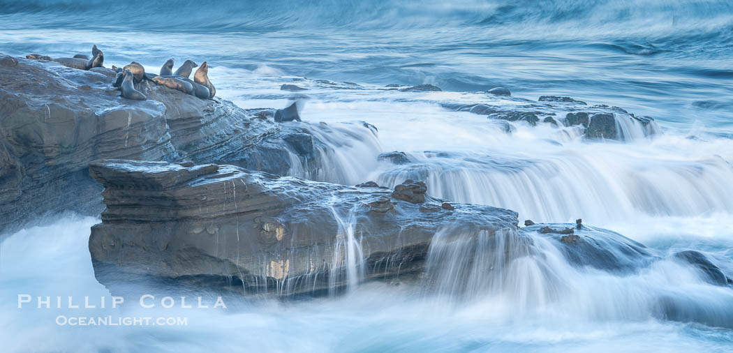 Waves Wash Over Point La Jolla with Sea Lions on the Rocks. California, USA, natural history stock photograph, photo id 40034