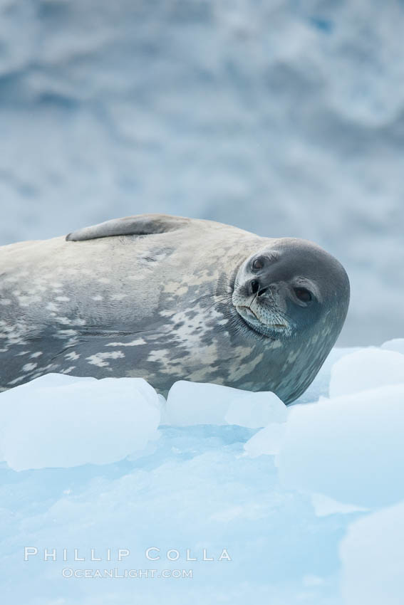 Weddell seal in Antarctica.  The Weddell seal reaches sizes of 3m and 600 kg, and feeds on a variety of fish, krill, squid, cephalopods, crustaceans and penguins. Cierva Cove, Antarctic Peninsula, Leptonychotes weddellii, natural history stock photograph, photo id 25566