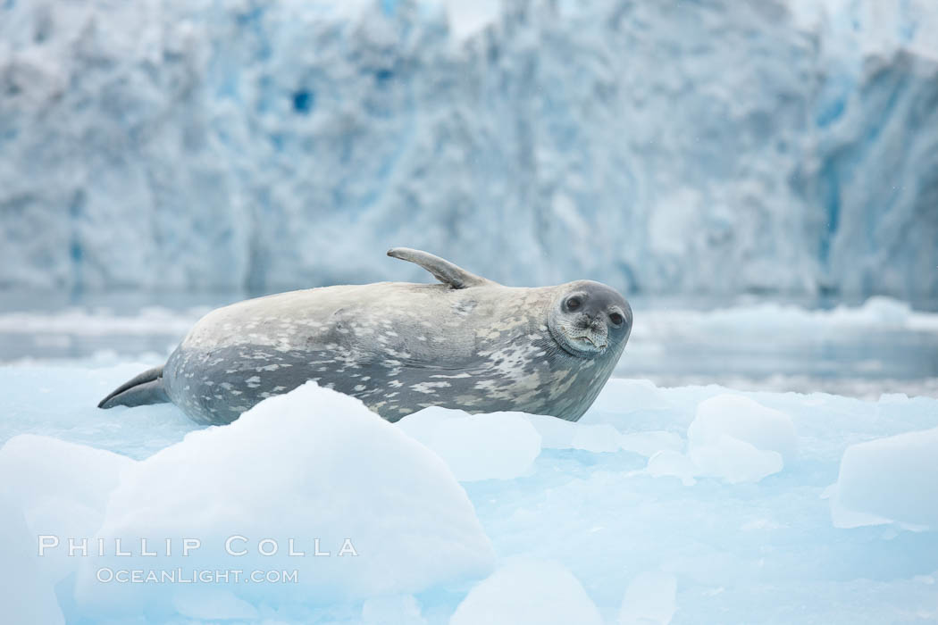 Weddell seal in Antarctica.  The Weddell seal reaches sizes of 3m and 600 kg, and feeds on a variety of fish, krill, squid, cephalopods, crustaceans and penguins. Cierva Cove, Antarctic Peninsula, Leptonychotes weddellii, natural history stock photograph, photo id 25567