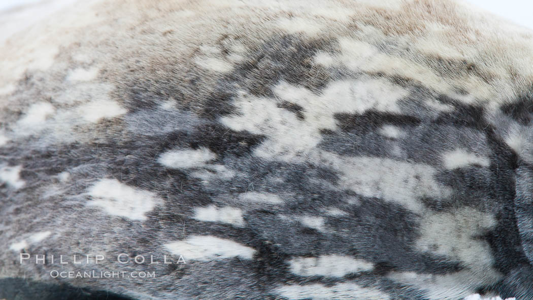 Weddell seal in Antarctica.  The Weddell seal reaches sizes of 3m and 600 kg, and feeds on a variety of fish, krill, squid, cephalopods, crustaceans and penguins. Neko Harbor, Antarctic Peninsula, Leptonychotes weddellii, natural history stock photograph, photo id 25691