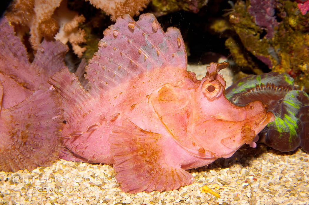 Weedy scorpionfish.  Tropical scorpionfishes are camoflage experts, changing color and apparent texture in order to masquerade as rocks, clumps of algae or detritus., Rhinopias frondossa, natural history stock photograph, photo id 12898