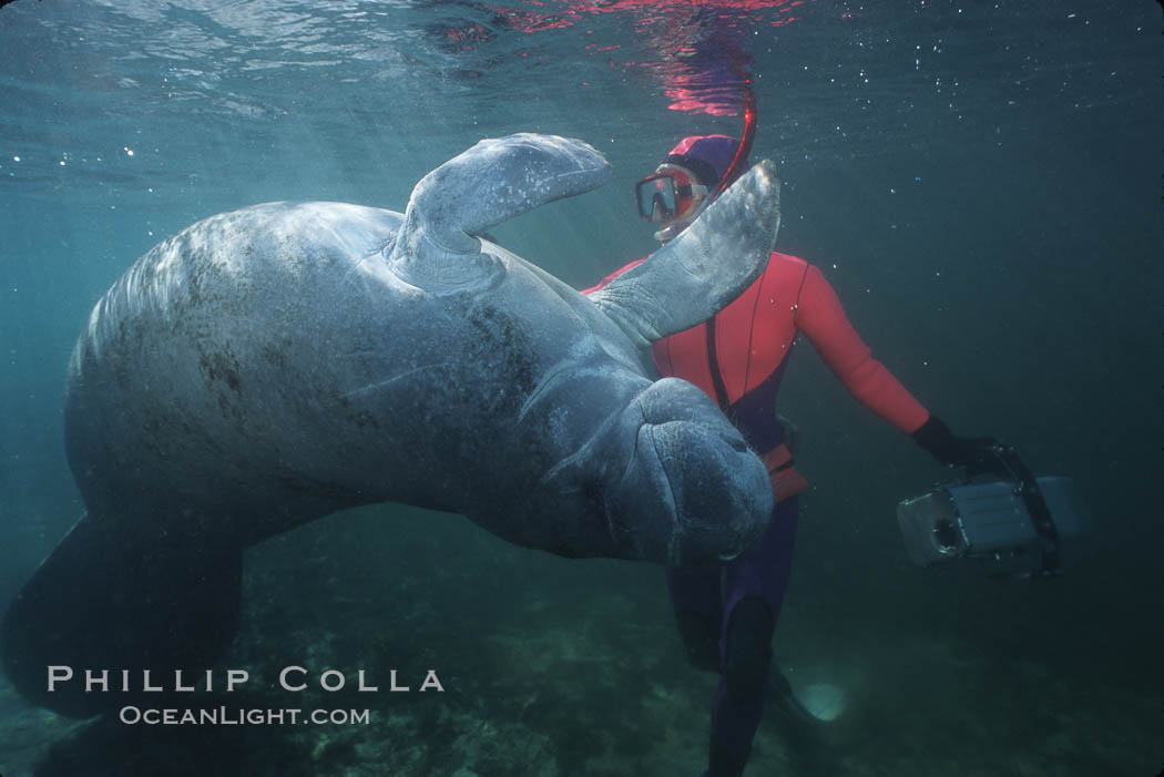 West Indian manatee. Three Sisters Springs, Crystal River, Florida, USA, Trichechus manatus, natural history stock photograph, photo id 02638