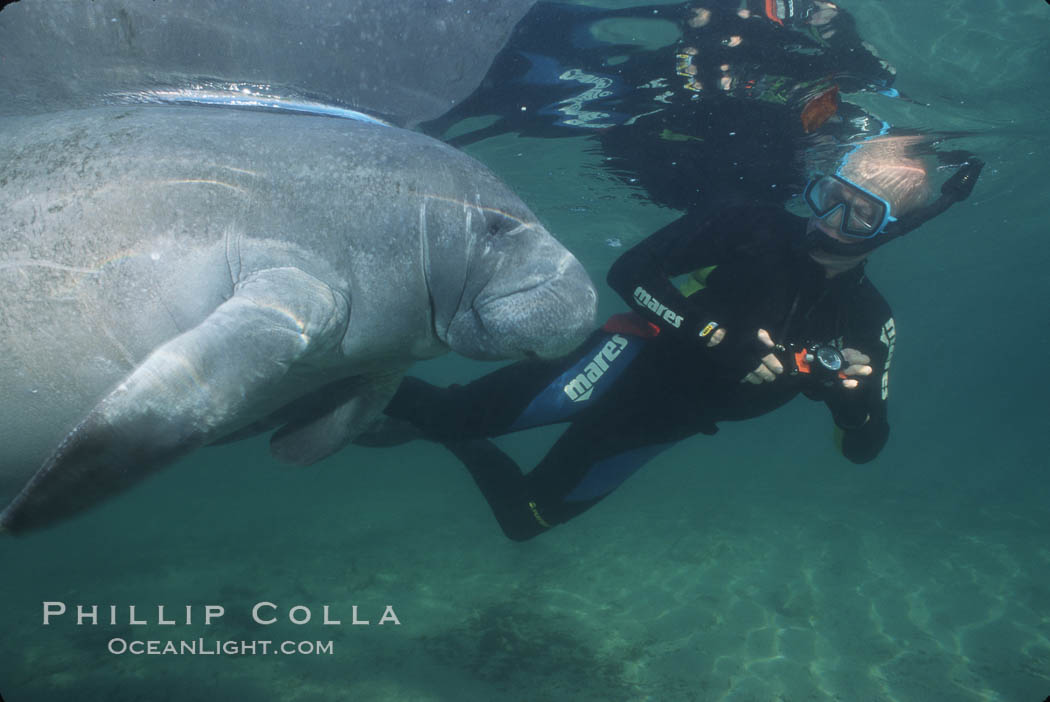 West Indian manatee. Three Sisters Springs, Crystal River, Florida, USA, Trichechus manatus, natural history stock photograph, photo id 02642