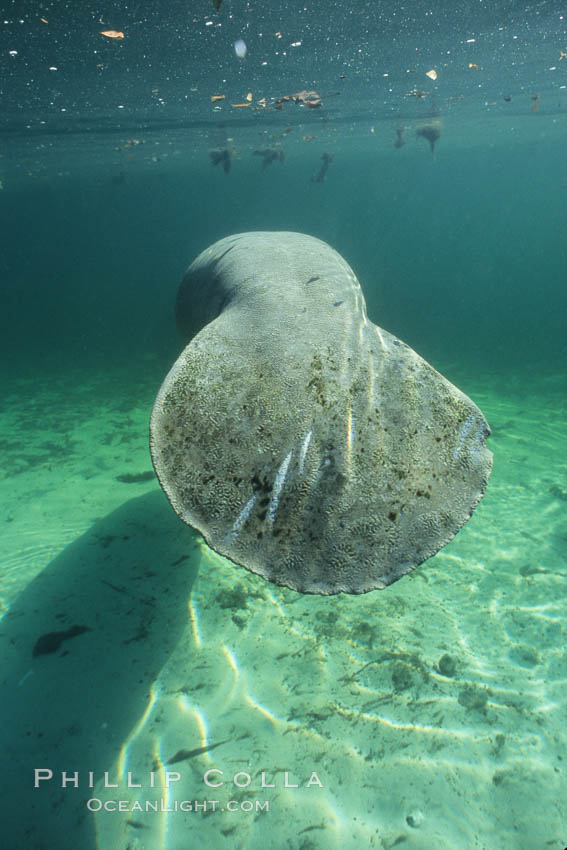 West Indian manatee at Three Sisters Springs, Florida. Crystal River, USA, Trichechus manatus, natural history stock photograph, photo id 02650