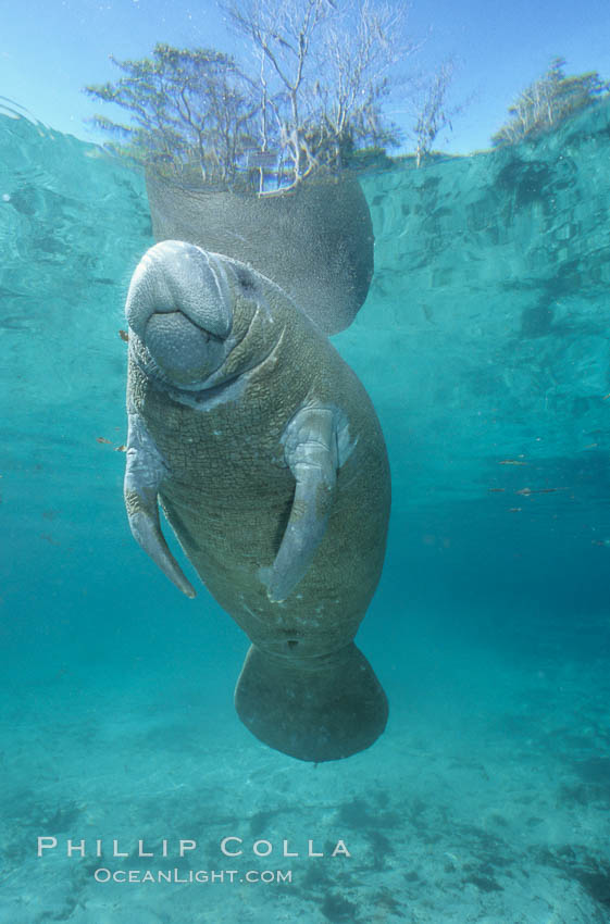 A Florida manatee, or West Indian Manatee, hovers in the clear waters of Crystal River. Three Sisters Springs, USA, Trichechus manatus, natural history stock photograph, photo id 02654