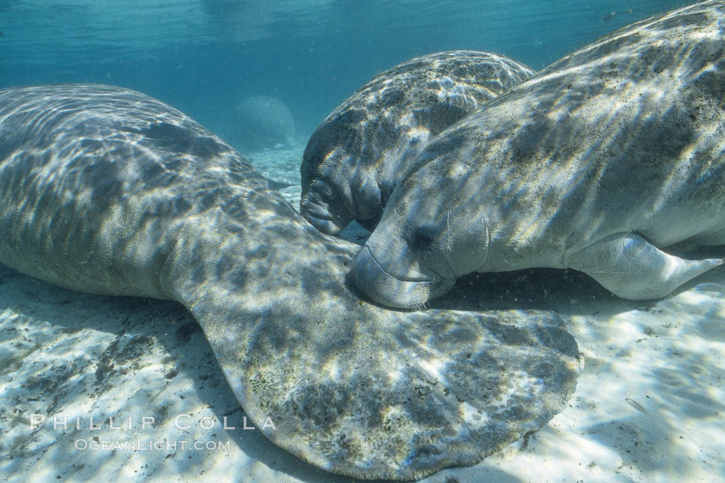 West Indian manatees at Three Sisters Springs, Florida. Crystal River, USA, Trichechus manatus, natural history stock photograph, photo id 02632