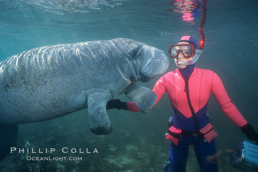 Snorkeler and manatee at Three Sisters Springs, Florida. Crystal River, USA, Trichechus manatus, natural history stock photograph, photo id 02636