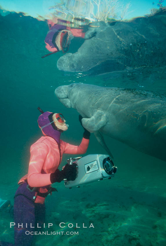 West Indian manatee. Three Sisters Springs, Crystal River, Florida, USA, Trichechus manatus, natural history stock photograph, photo id 02640